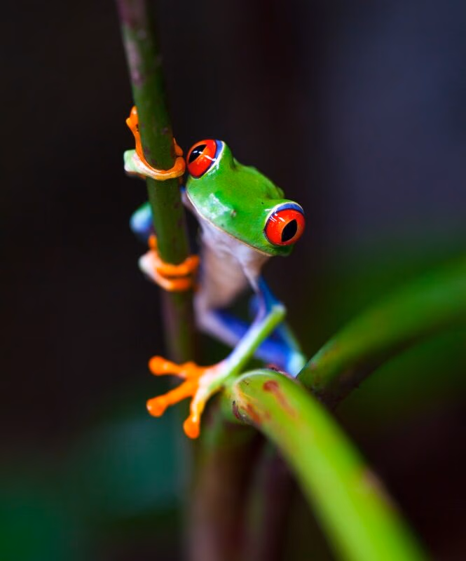 Treefrog clings to a branch at night in Costa Rica's Central Cloud Forests.