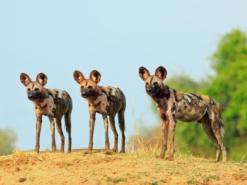Three painted wild dogs with large rounded ears standing on a dirt hill looking in the same direction.