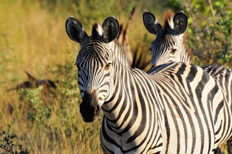 Close-up of two zebras with black and white stripes standing in a grassy field.