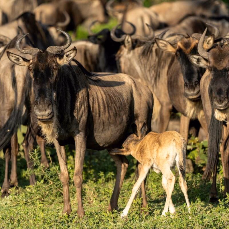 a wildebeest calf stands next to its mother within a wildebeest herd