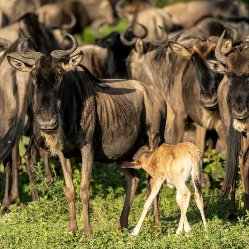 a wildebeest calf stands next to its mother within a wildebeest herd