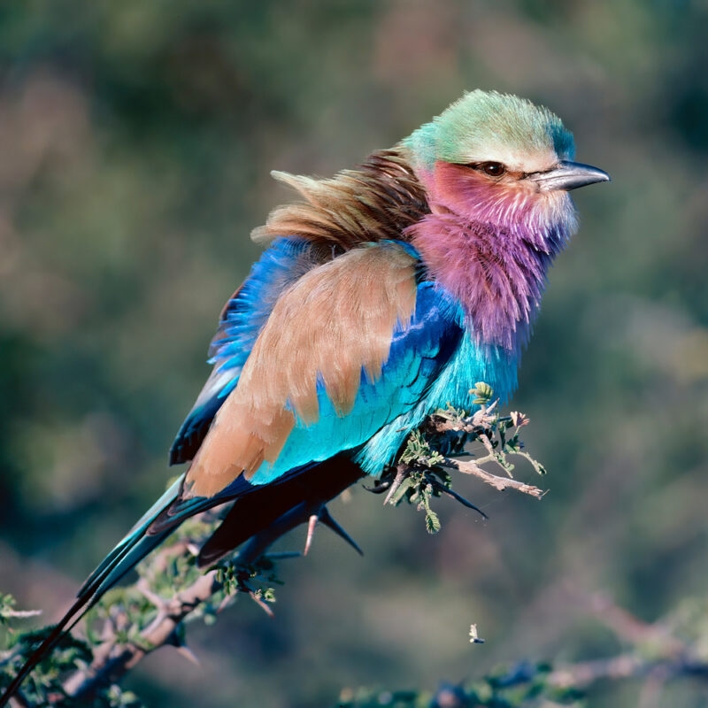 A lilac breasted roller perched on a branch on a tree in Kenya