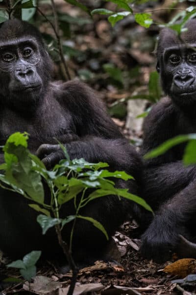 Gorilla Trekking in the Congo Basin