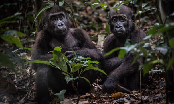 Gorilla Trekking in the Congo Basin