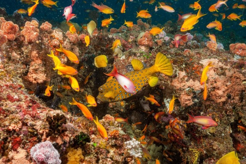 Vibrant underwater scene with school of orange fish and a yellow spotted boxfish swimming near a coral reef.
