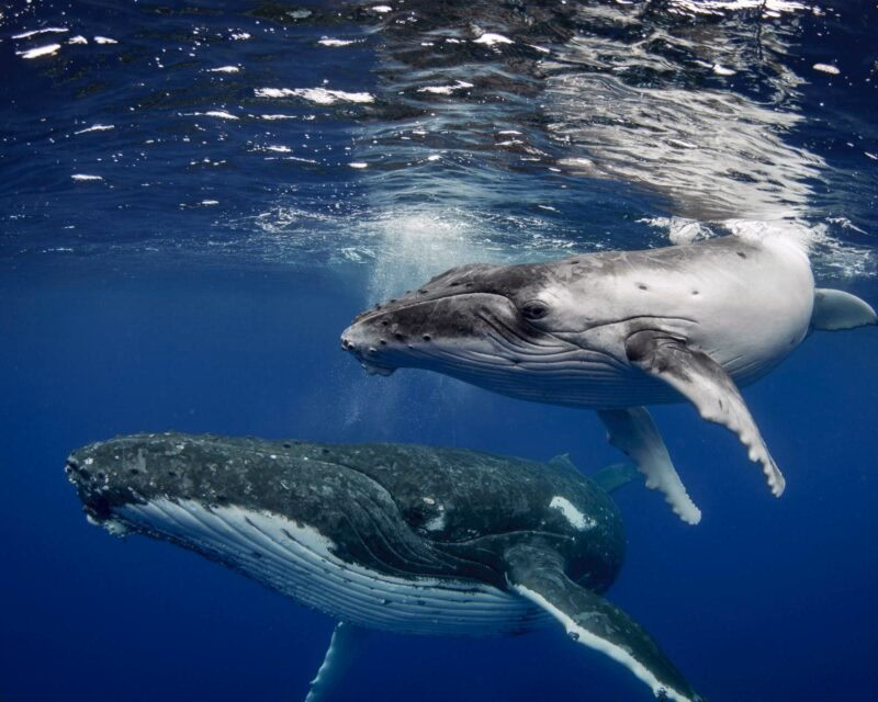 Two humpback whales swimming together just below the surface in the deep blue ocean.