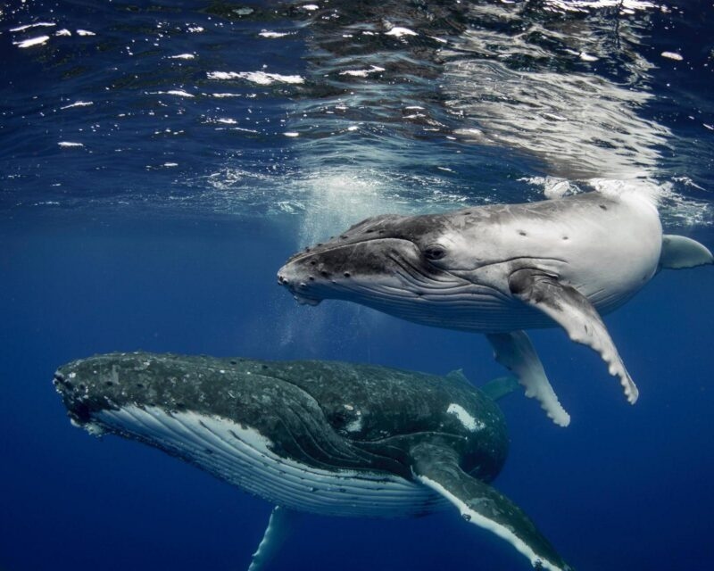 Two humpback whales swimming together just below the surface in the deep blue ocean.