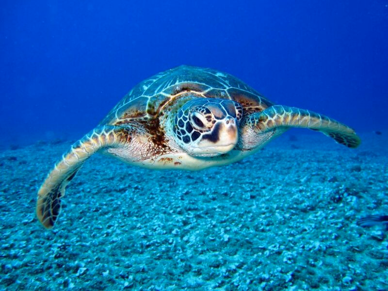 Close-up of a sea turtle swimming over the ocean floor in clear blue water.