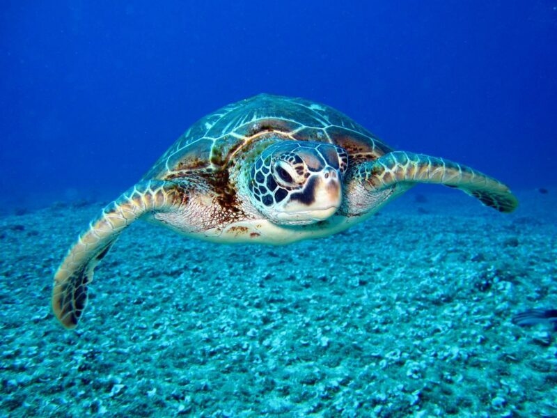 Close-up of a sea turtle swimming over the ocean floor in clear blue water.