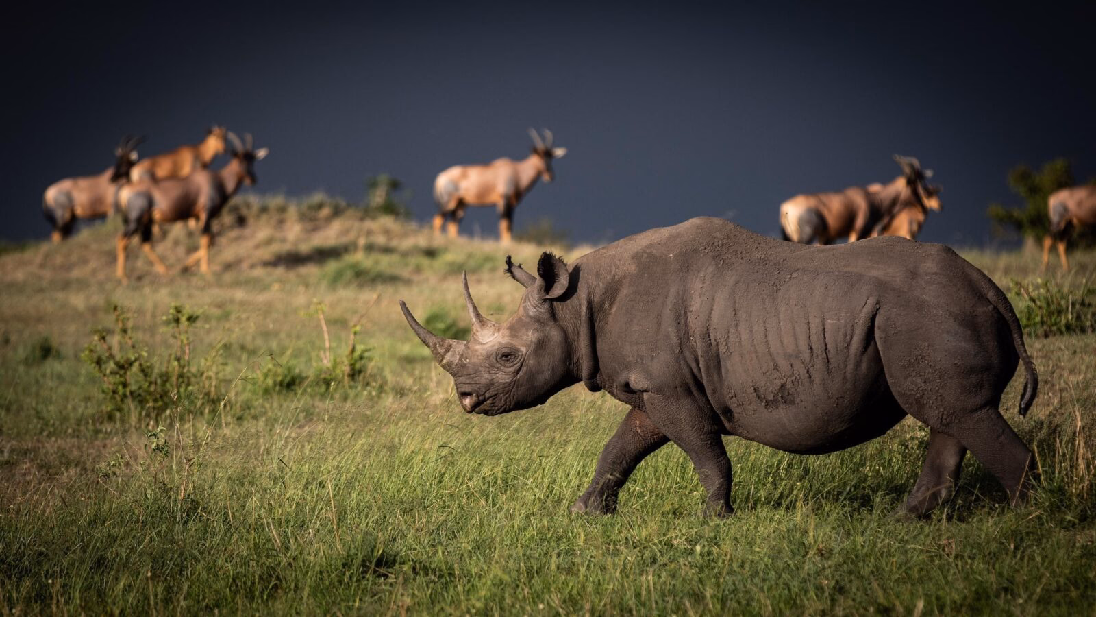 A black rhinoceros walks through a grassy field with several topi antelope standing in the background under a dark sky.
