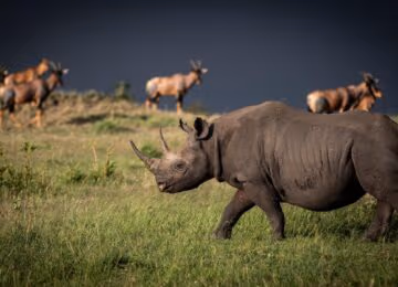Tanzania thumbnail