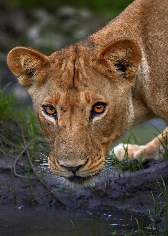 Close-up of a lioness in the Kruger National Park leaning down to drink water, focusing on her face and amber eyes.