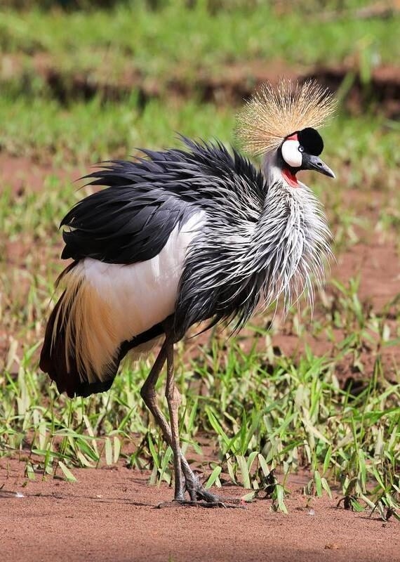 A grey crowned crane with a golden crest and ruffled black and white feathers stands in a field in Uganda.