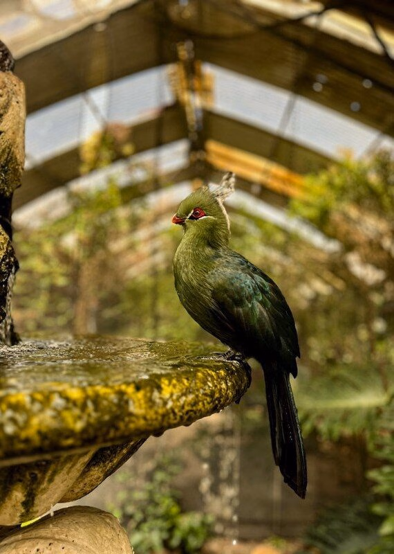 A bright green Knysna Turaco bird sits on the rim of a weathered stone fountain surrounded by soft green foliage.