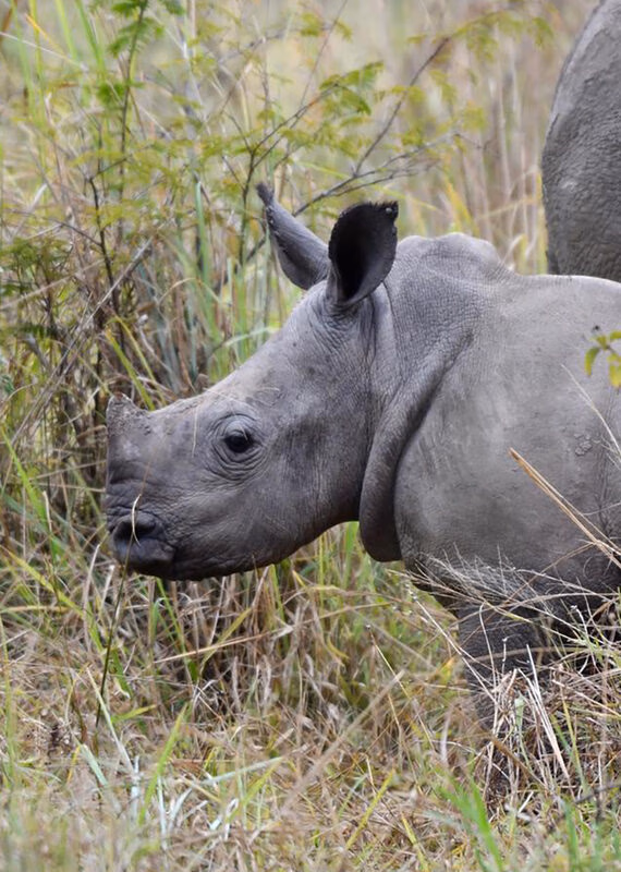 Profile view of a grey rhino calf standing amidst dry grass and green leafy bushes in a natural habitat.