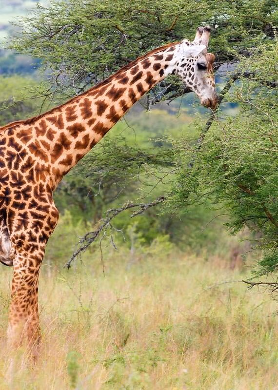 A giraffe eating leaves from a green tree in a grassy field.