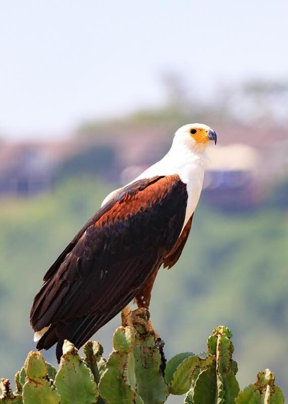 An African fish eagle perches on a tall cactus against a soft-focus background of the Bwindi Forest region.