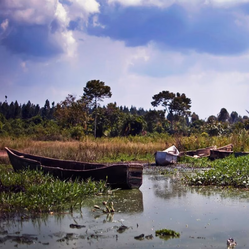 Wooden fishing boats moored in shallow, weed-filled water along a grassy shoreline under a dramatic, cloudy sky.