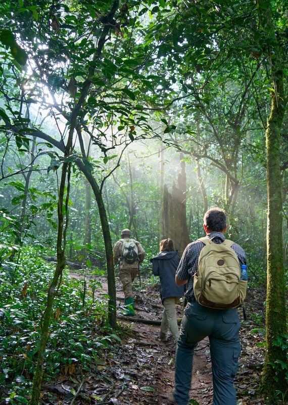 Hikers with backpacks walking along a dirt trail through a dense, green tropical forest with sunlight filtering through.