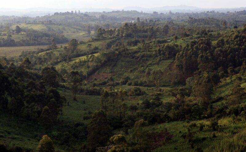 Lush green rolling hills and dense tropical forest under a hazy sky in Kibale National Park, Uganda.