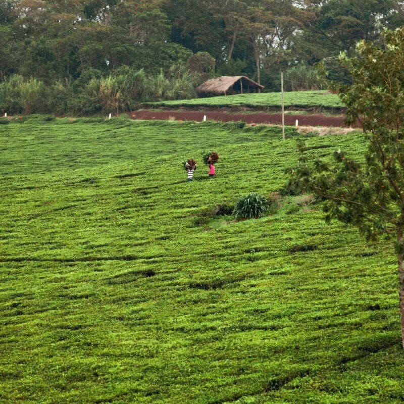 People carrying bundles through a large, terraced green tea plantation under a canopy of trees in Uganda.