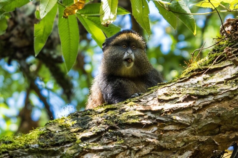 Close up of a golden monkey looking forward while perched on a large tree limb in the forest.