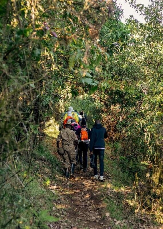 People with backpacks trekking through a lush, wooded trail on the slopes of Mount Muhabura.