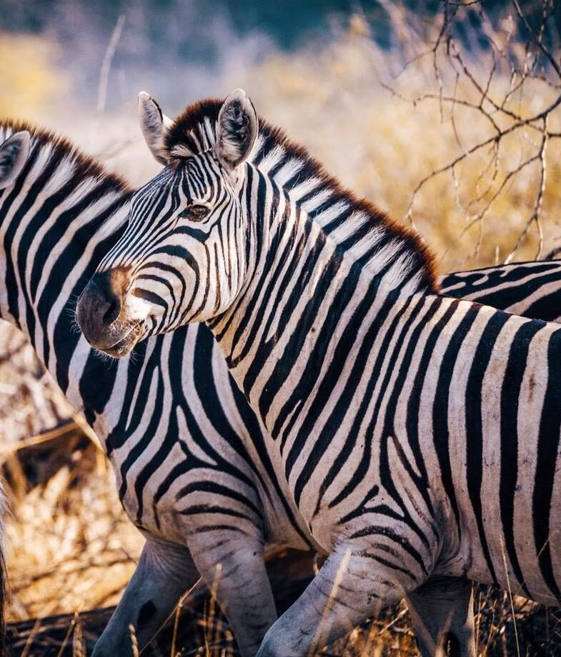 Big skies and mirror-like channels in Botswana’s Okavango Delta and a close-up zebra in the Makgadikgadi Pans during the migration.