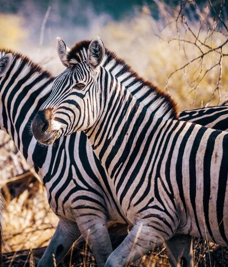 Big skies and mirror-like channels in Botswana’s Okavango Delta and a close-up zebra in the Makgadikgadi Pans during the migration.