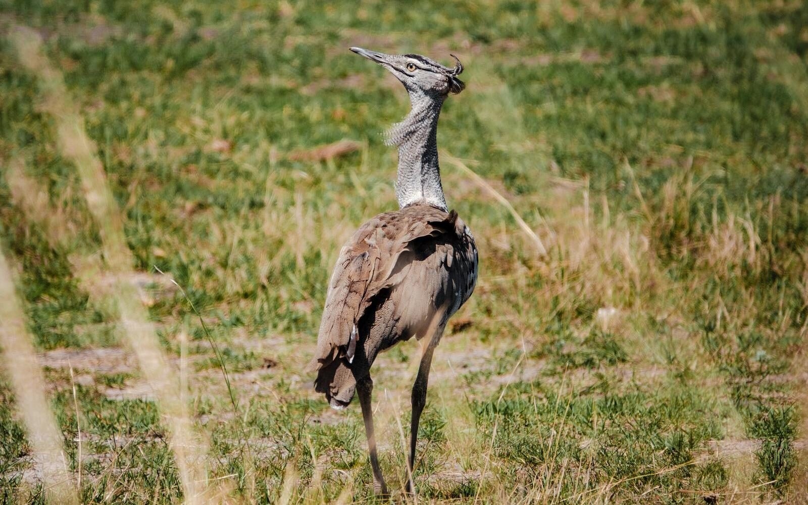 A kori bustard stalking through Botswana’s grasslands; just one of the many reasons we love this country for birdwatching.