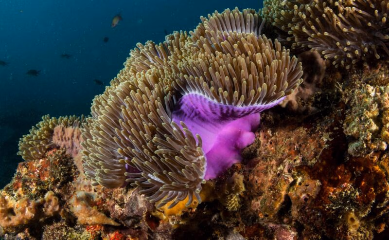 Detailed view of a bright purple sea anemone surrounded by reef coral in the Bazaruto Archipelago.