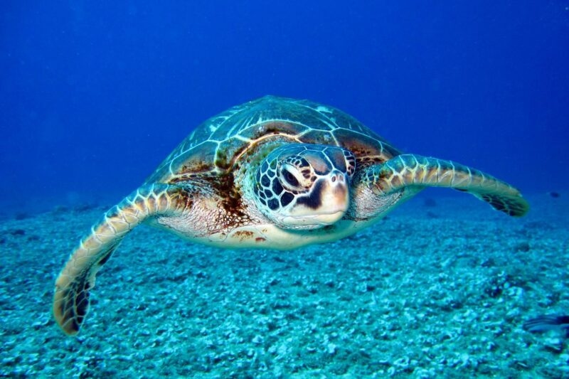 A sea turtle swimming forward through deep blue water over a rocky seabed in Mozambique.