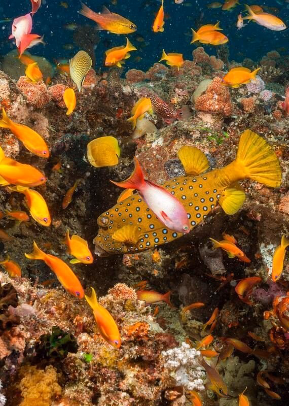 A yellow spotted boxfish and many small orange fish swimming over a colorful coral reef in Mozambique.