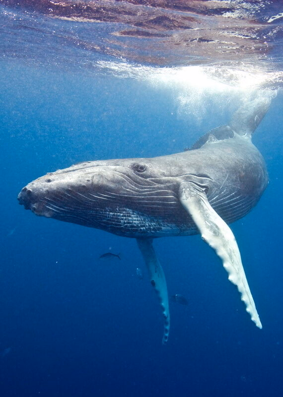 A large humpback whale swimming underwater with sunlight filtering through the surface of the ocean.