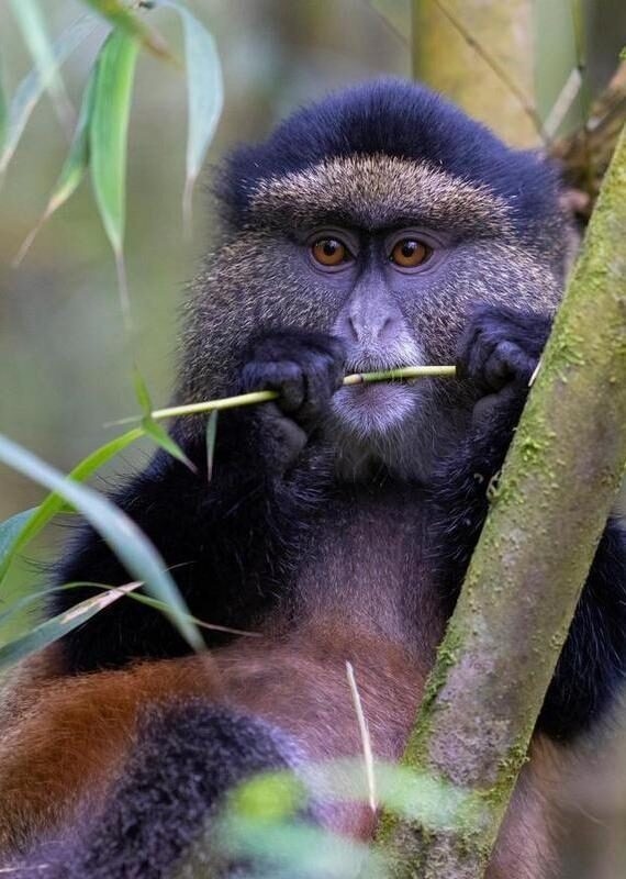 Close-up of a golden monkey with orange eyes and dark fur holding a piece of bamboo in its mouth in Virunga National Park.