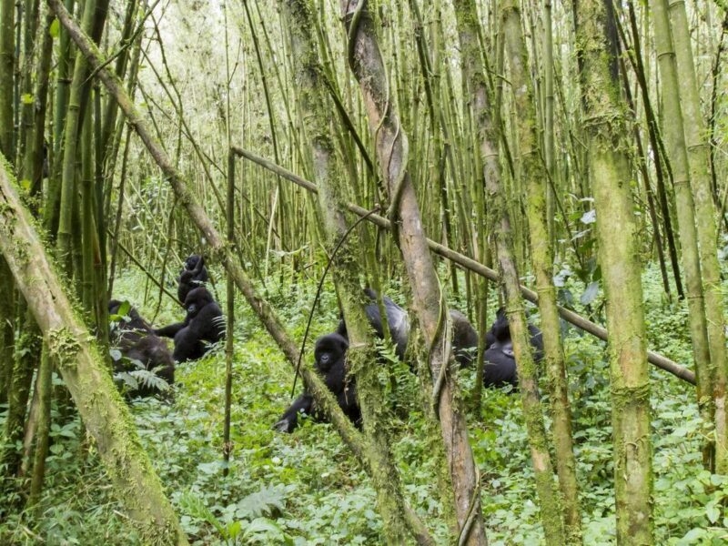 Several dark-furred mountain gorillas sitting among tall, thin bamboo stalks in the lush Virunga National Park forest.