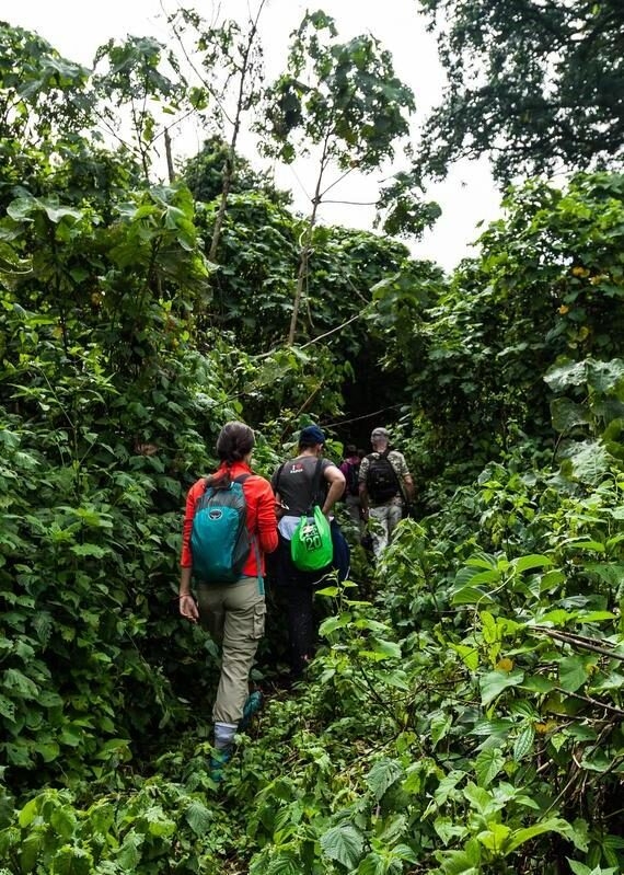 Four people with backpacks walk away from the camera down a path surrounded by thick green foliage in Virunga National Park.