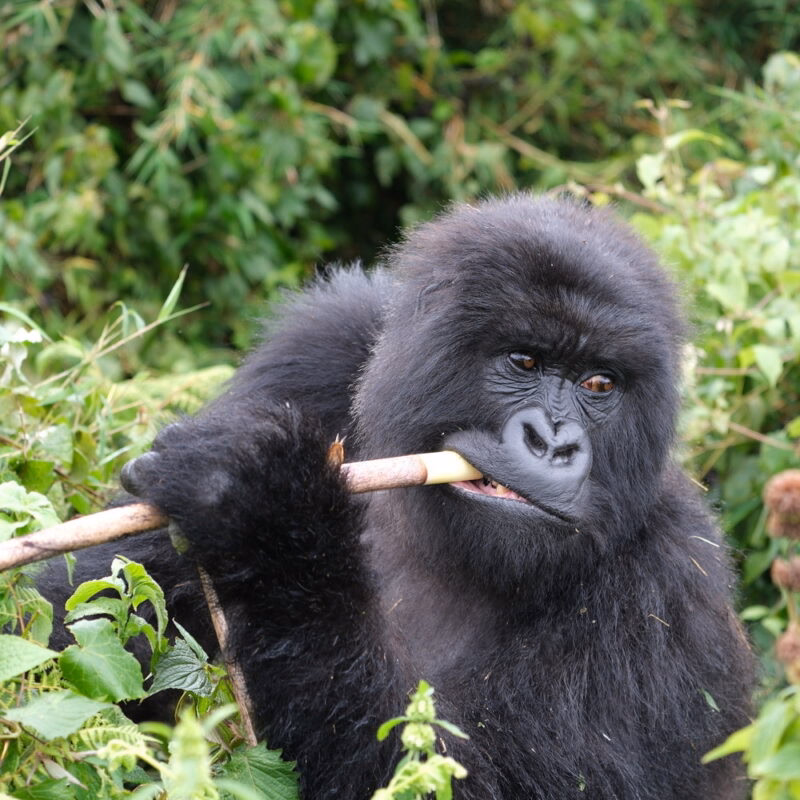 A mountain gorilla with dark fur and thoughtful eyes chews on a light-colored plant stalk in Virunga National Park.