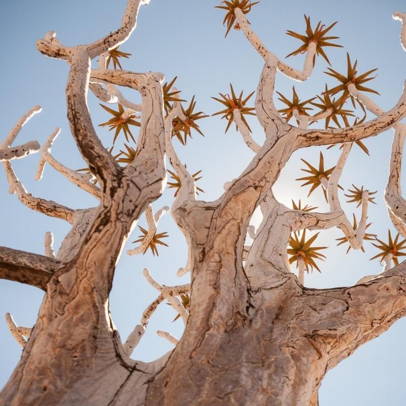 Close-up view of the thick, textured branches and green leaf rosettes of a Quiver tree in Namibia