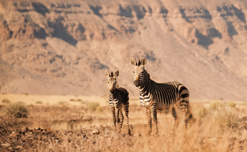 A large and small zebra standing in dry brush with a blurred, sunlit rocky mountain face behind them.