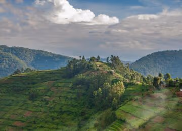 Bwindi Impenetrable Forest thumbnail