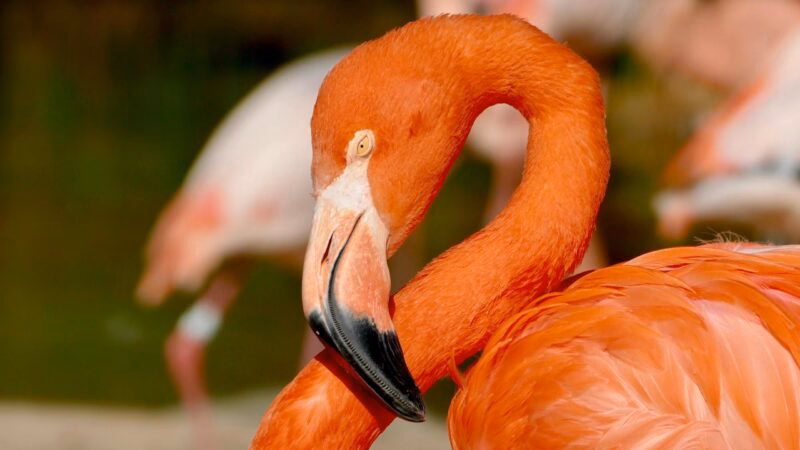 Close-up profile of a bright pink flamingo with its head tucked against its neck, featuring a distinctive black-tipped beak.