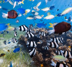 Large school of colorful tropical fish, including striped damselfish, swimming over a coral reef in clear blue water.
