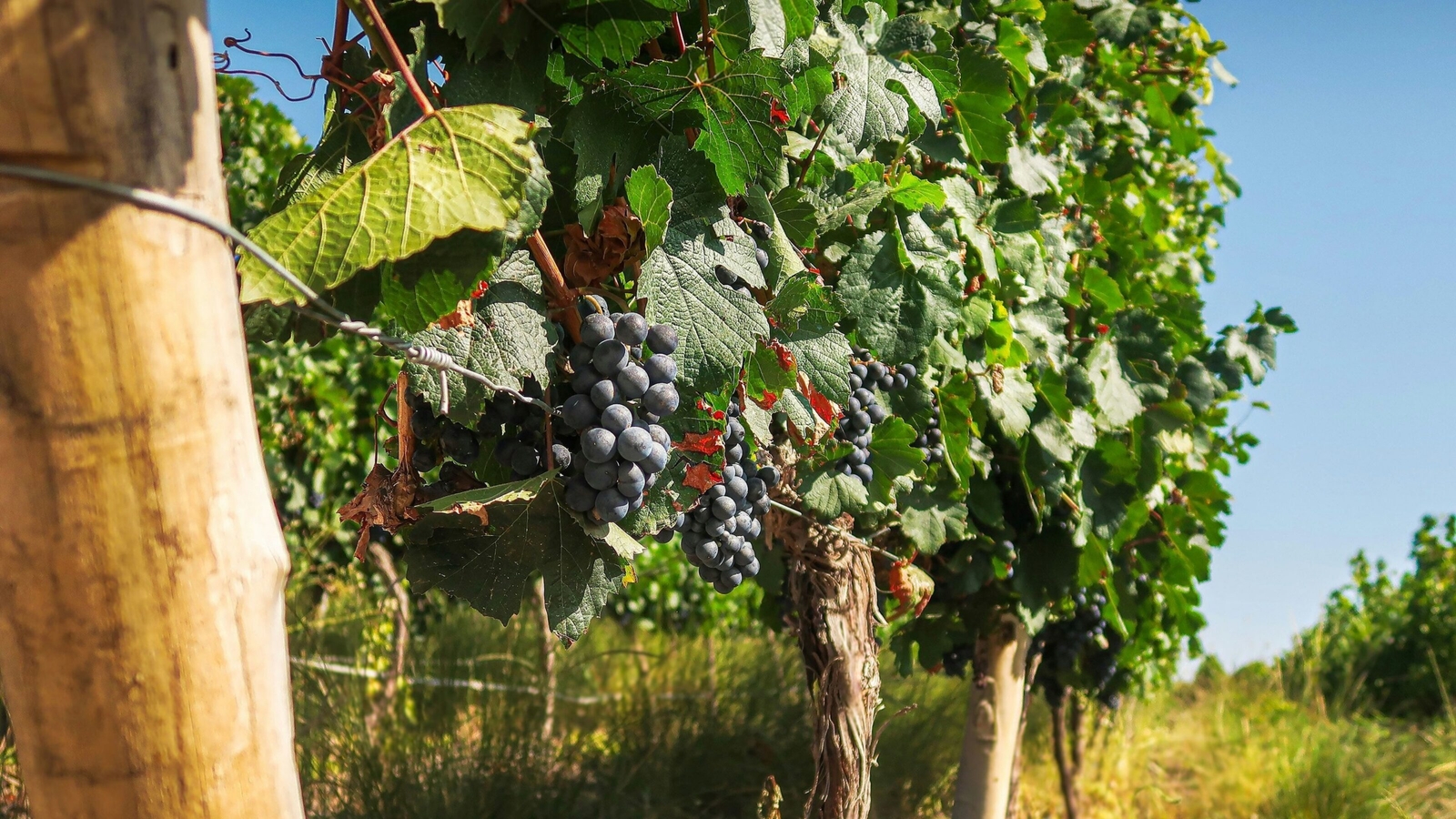 Close-up of dark purple grape clusters hanging on green vines in a sunny vineyard under a clear blue sky.