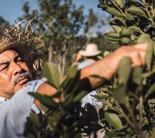 Close-up of a man in a straw hat working among green foliage in a sunlit field.