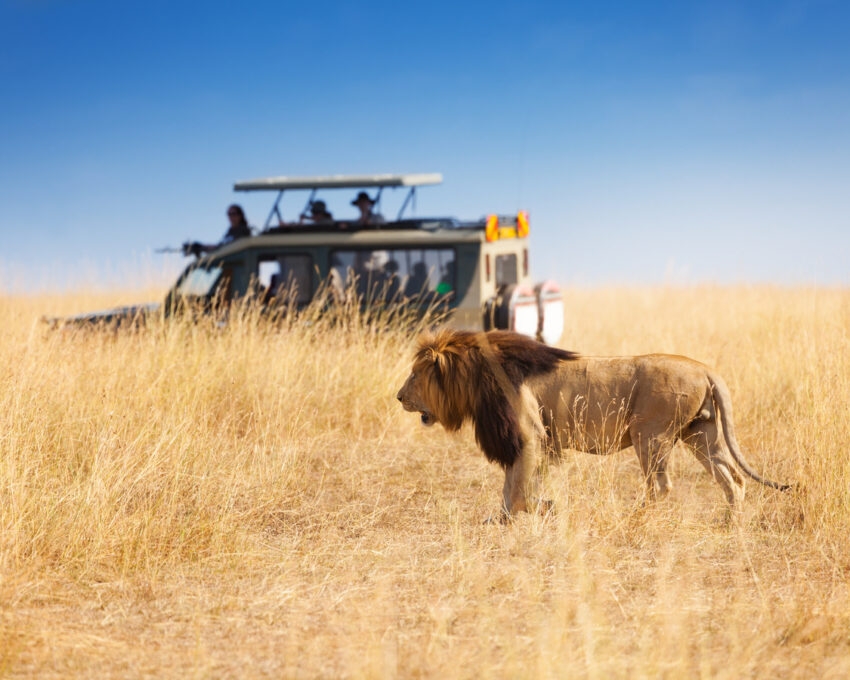 A lion walking through Savannah grass being observed by a safari vehicle in the background