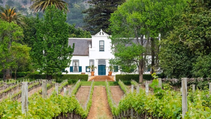 A white Cape Dutch style house with a thatched roof situated behind a green vineyard.