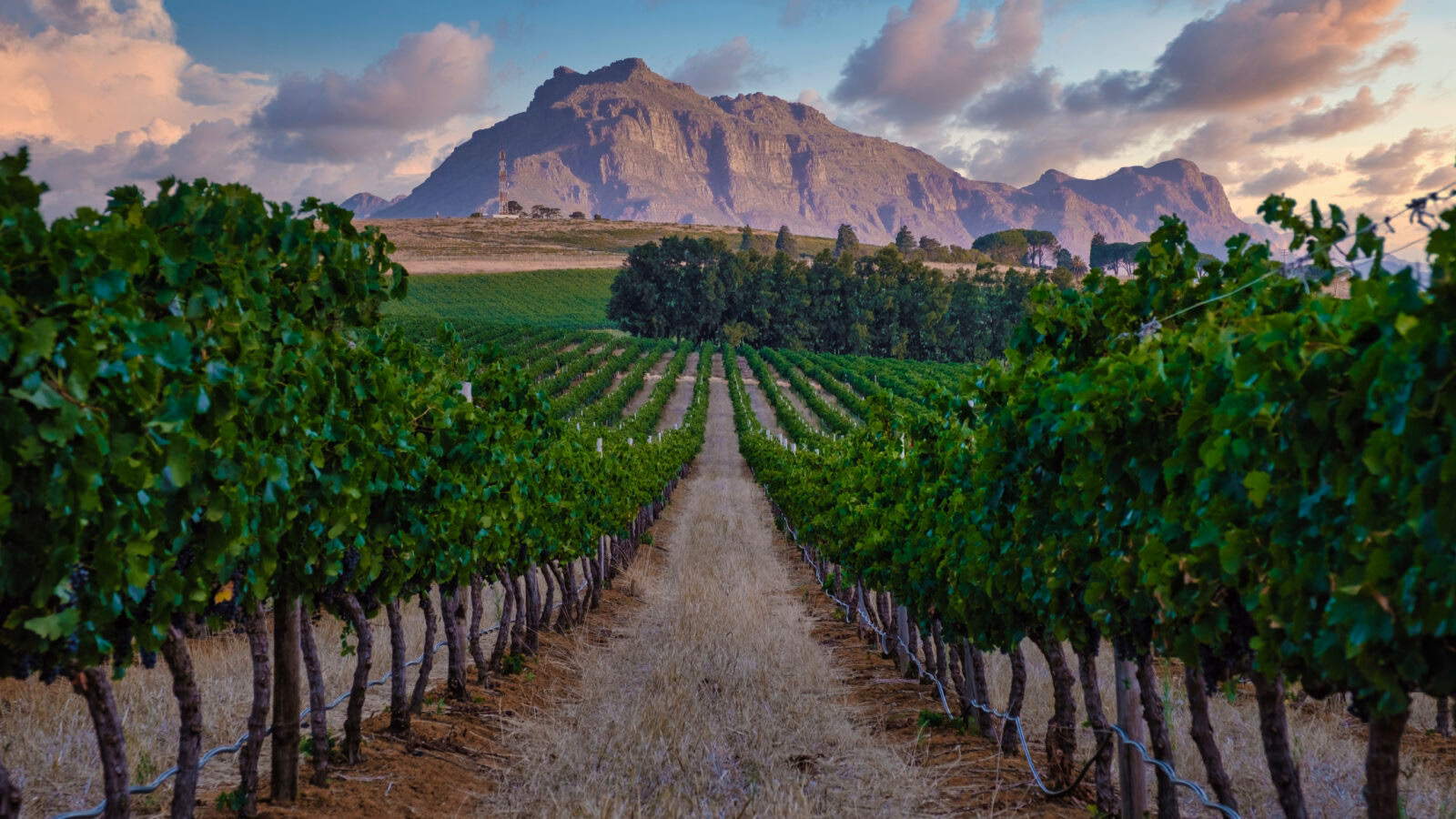 Lush green vineyard rows stretching toward a massive rock mountain during a sunset in Stellenbosch.