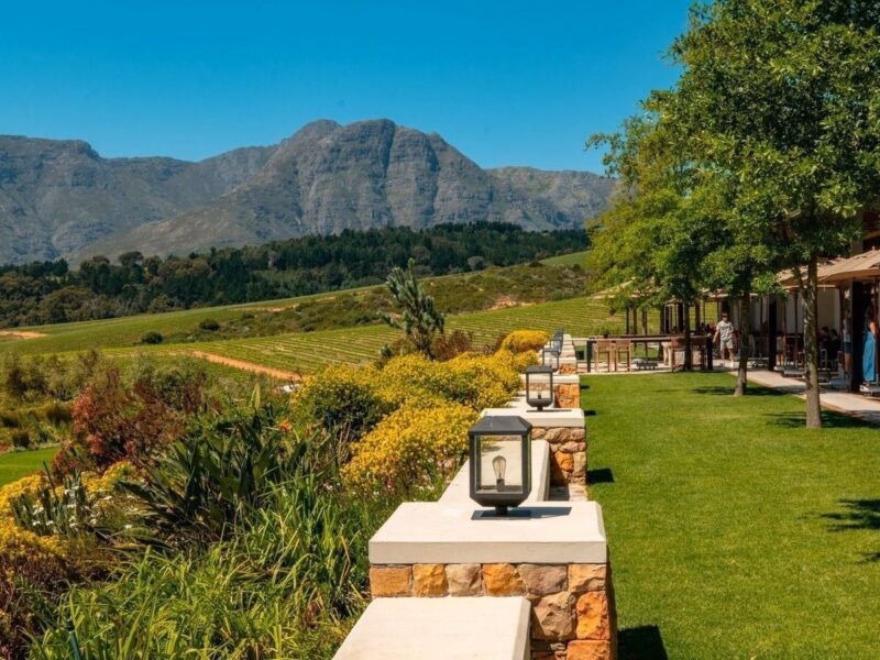 A white Cape Dutch style house with a thatched roof situated behind a green vineyard.