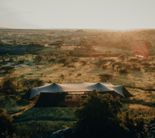 Aerial view of a large safari stretch tent in a grassy African savanna at sunrise with scattered acacia trees.